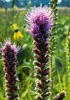 Liatris s0039b